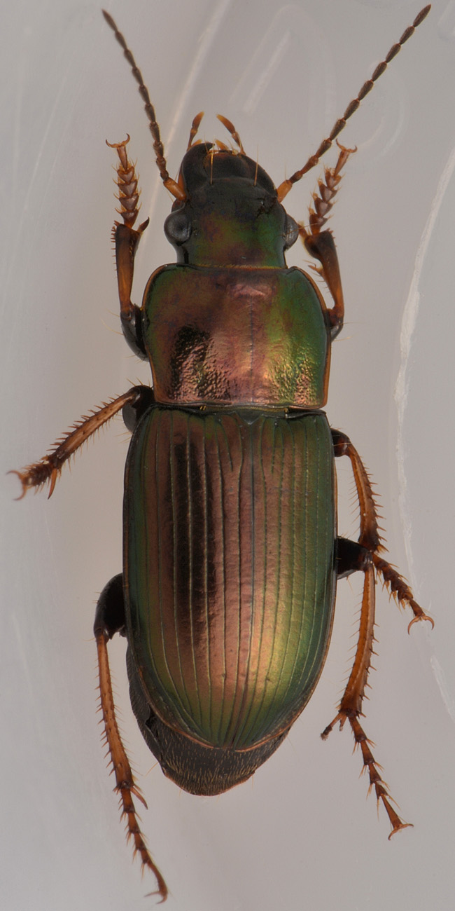 Carabidae: Harpalus distinguendus